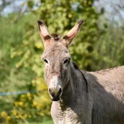 Se balader à dos d’âne