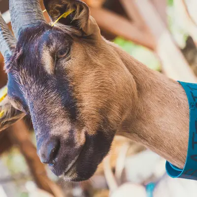 Marché de producteurs