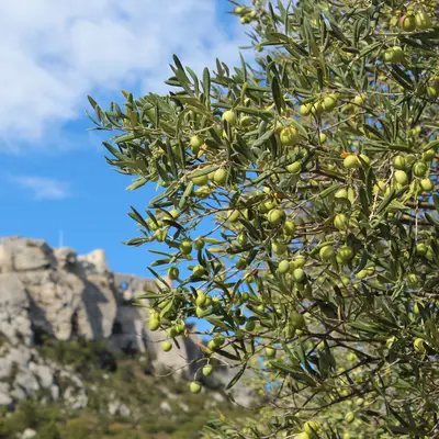 Goûter à la gastronomie locale