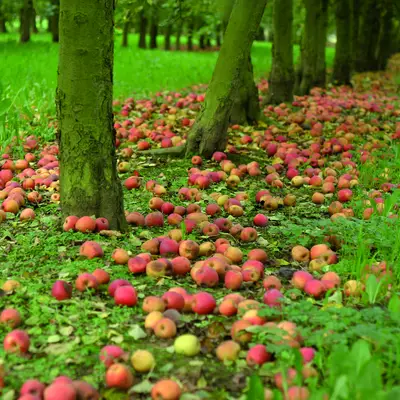 Parcourir la Route du Cidre