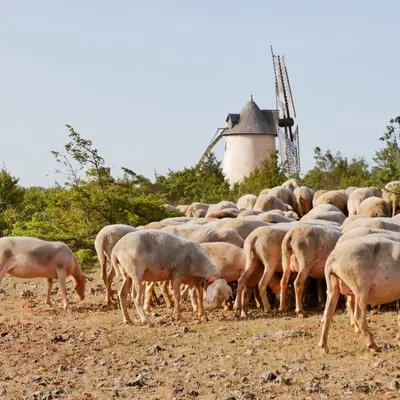 Célébrer la brebis