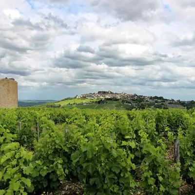 Prendre la Route des Vignobles