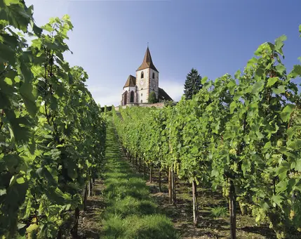 Sur la Route des Vins d'Alsace