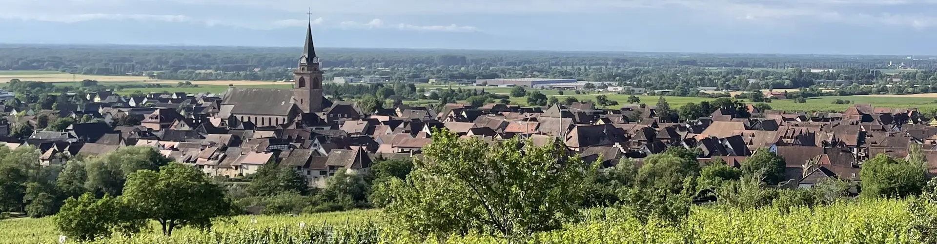 Vignes Bergheim