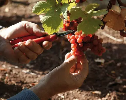 Vins, gastronomie, art de vivre