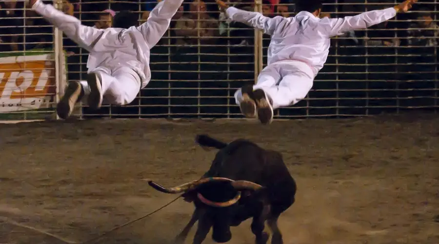 Arènes en fête : spectacle de vachettes