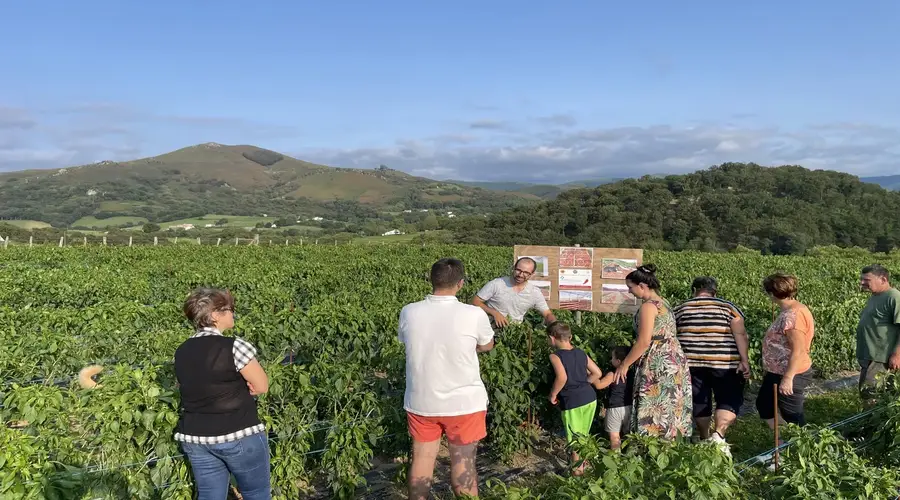 Visite d'une ferme familiale de piment d'Espelette