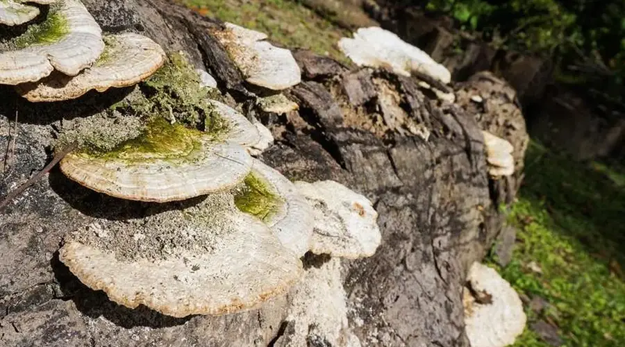 Une forêt qui s'ensauvage
