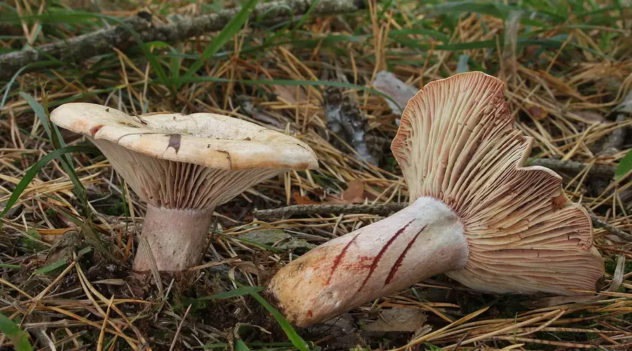 Journées Eupéennes du Patrimoine : Sortie champignons