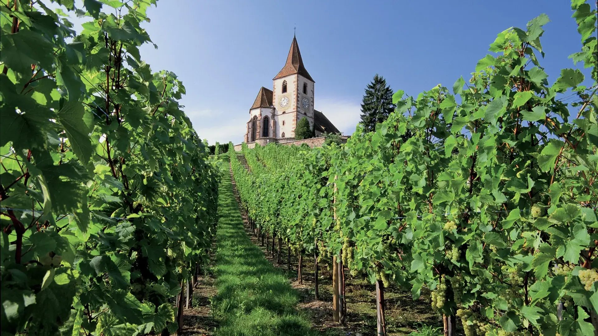 Hunawihr vignes et église