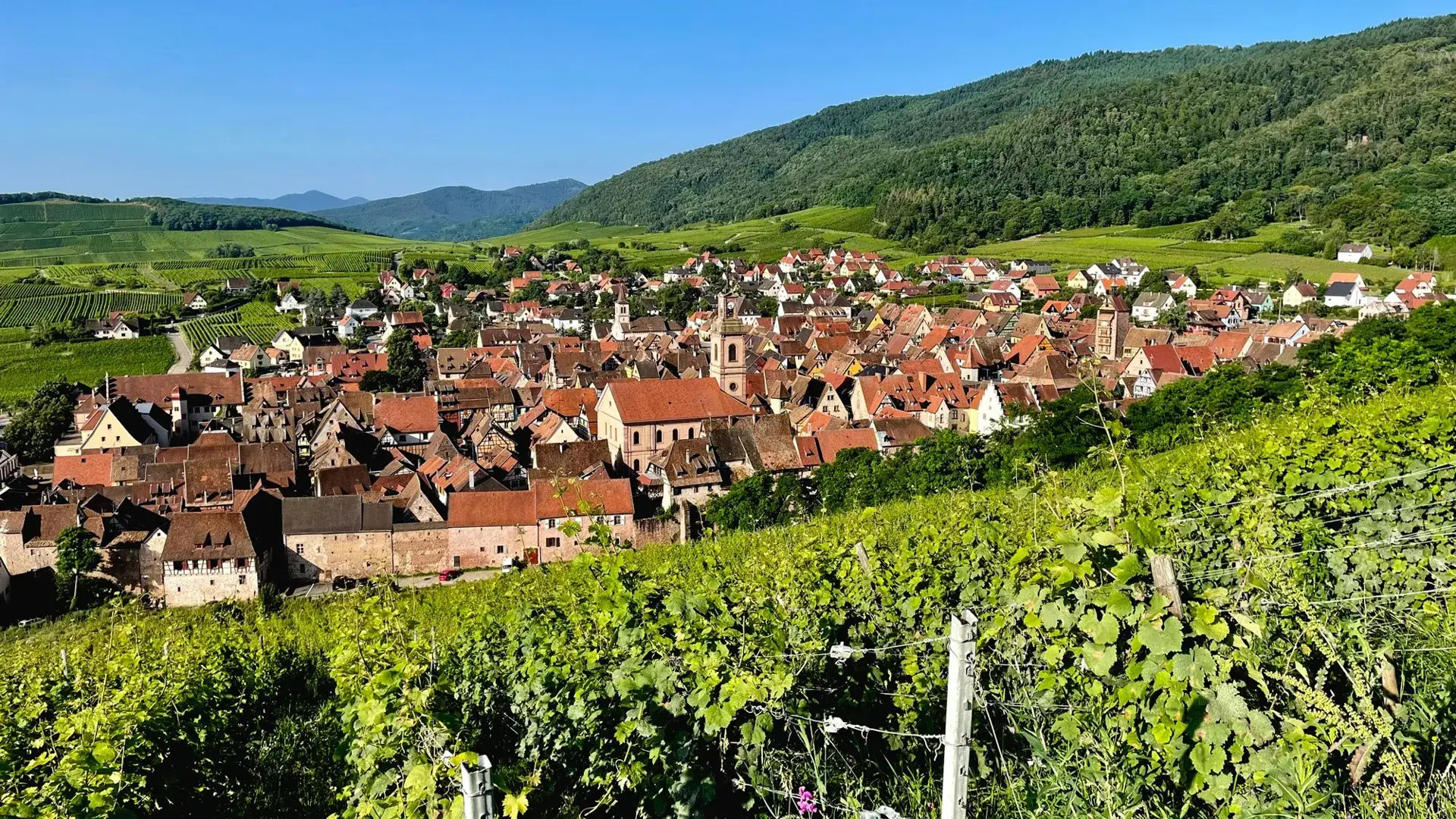 Riquewihr vue panoramique vignoble et village
