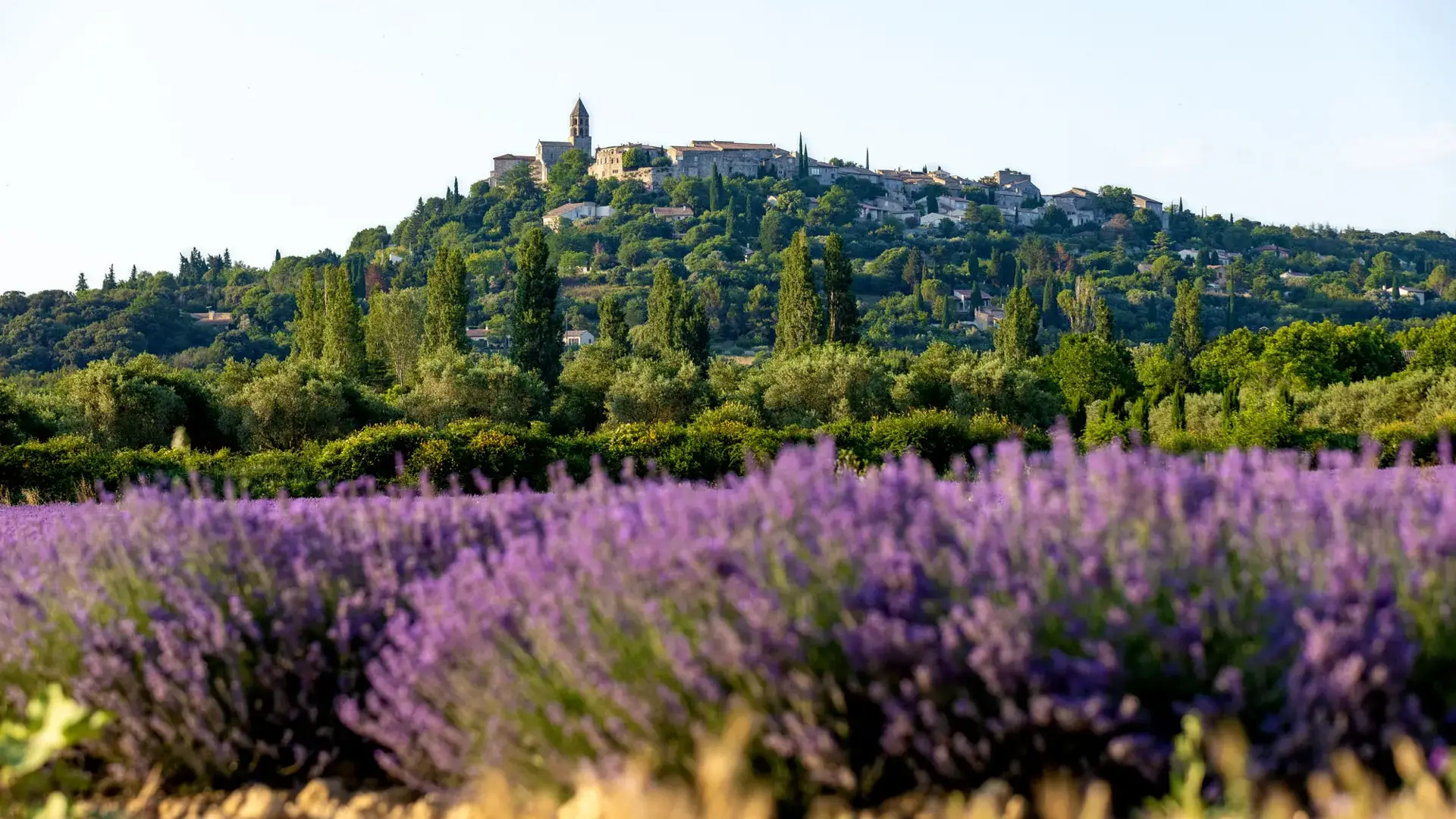 La Garde-Adhémar, vue depuis les champs de lavande