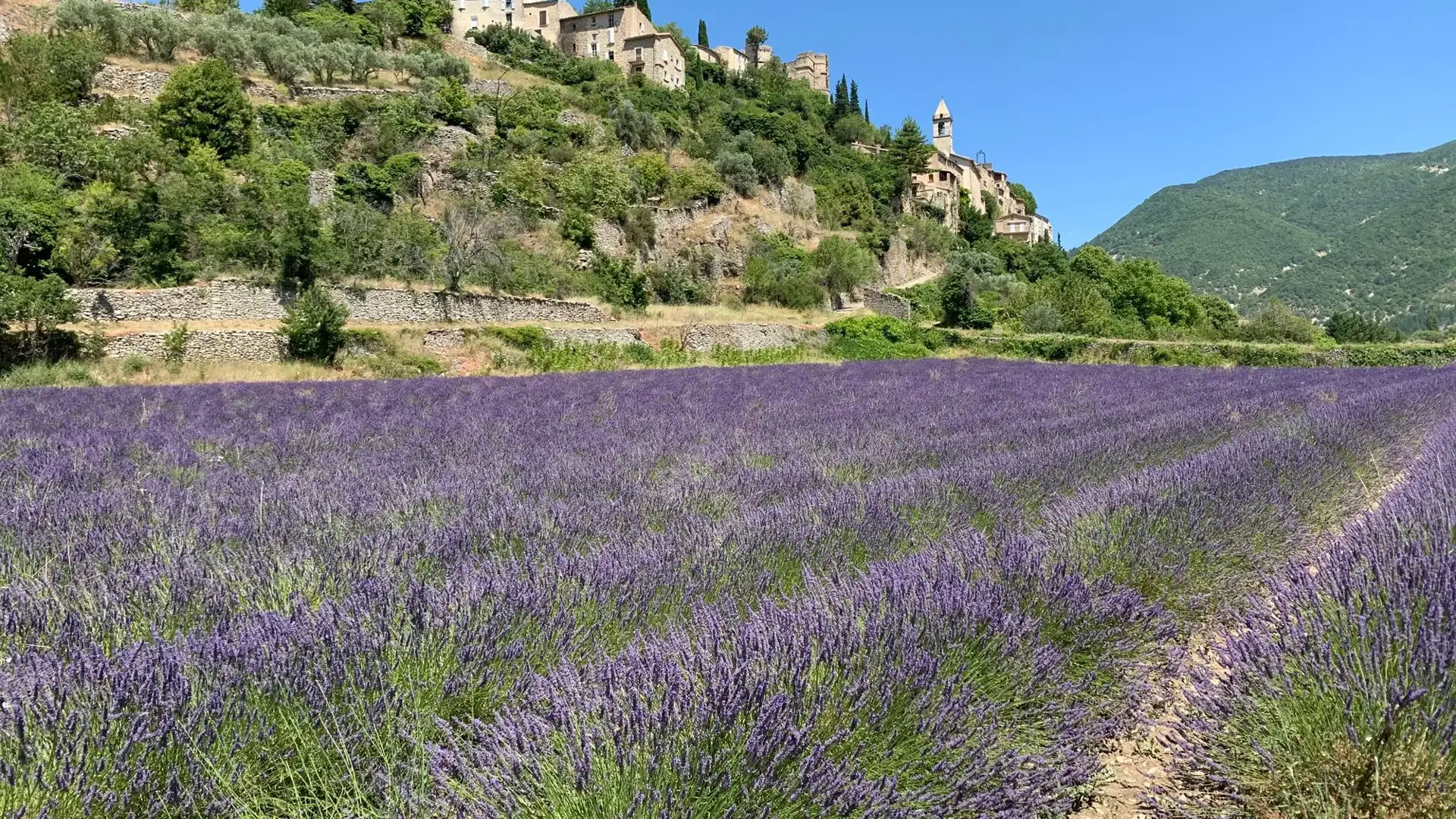 Montbrun-les-Bains village et lavandes