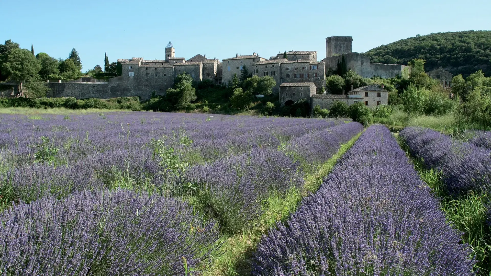 Montclus vue lavandes