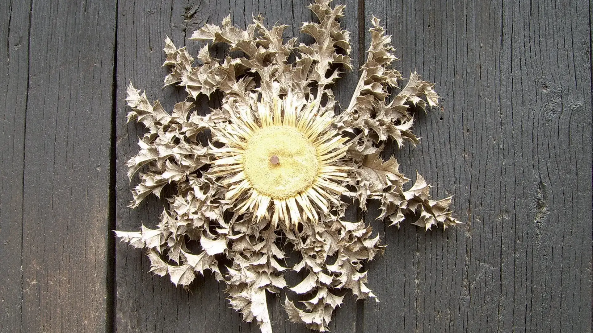 La Couvertoirade cardabelle