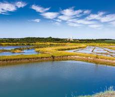 Les marais de la Seudre