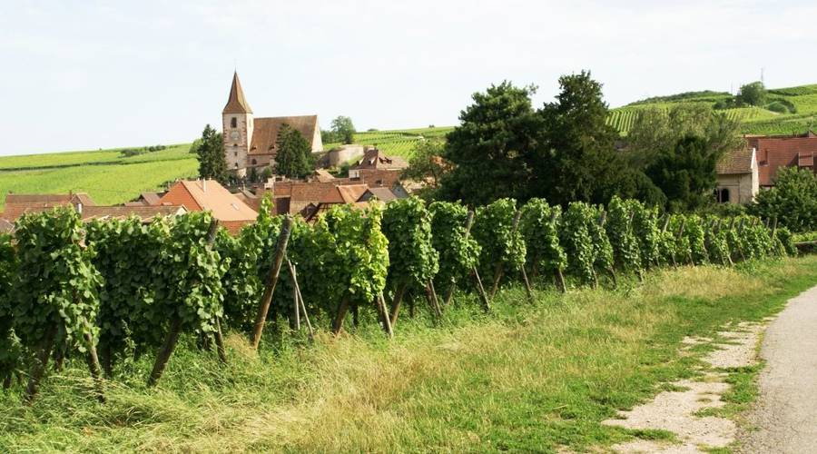 Sentier viticole des Grands Crus