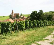 Sentier viticole des Grands Crus