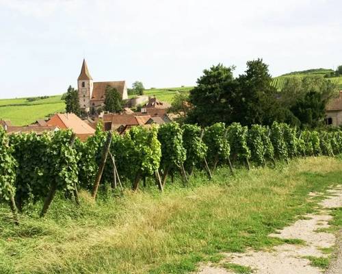 Sentier viticole des Grands Crus