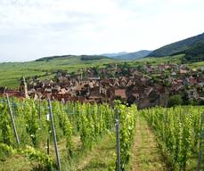 Sentier viticole des Grands Crus