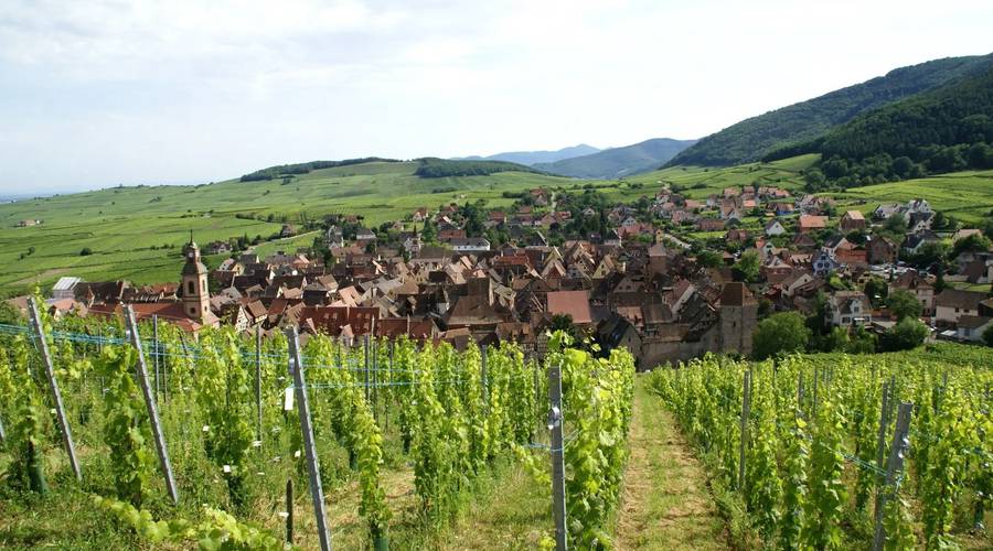 Sentier viticole des Grands Crus