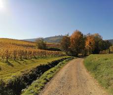 Sentier viticole des Grands Crus d'Eguisheim