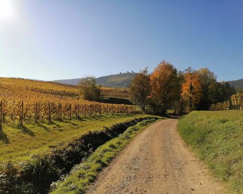 Sentier viticole des Grands Crus d'Eguisheim