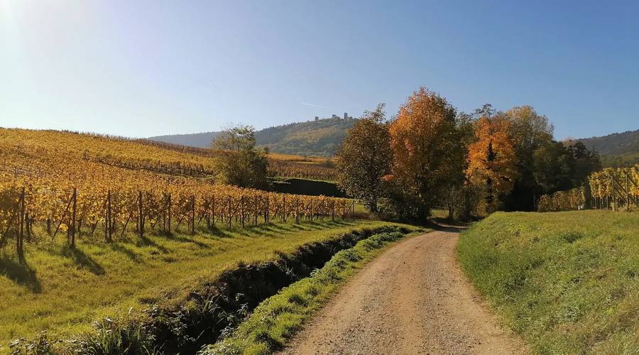 Sentier viticole des Grands Crus d'Eguisheim