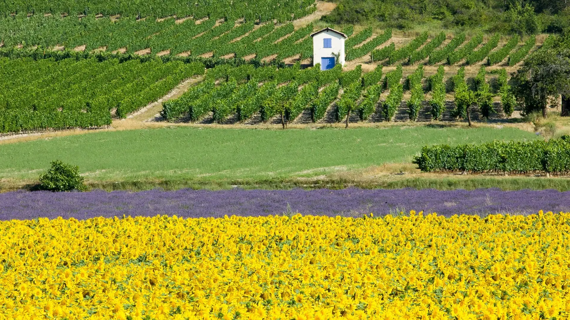 Châtillon-en-Diois cabane à vigne et tournesols