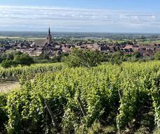 Sentier viticole de Bergheim