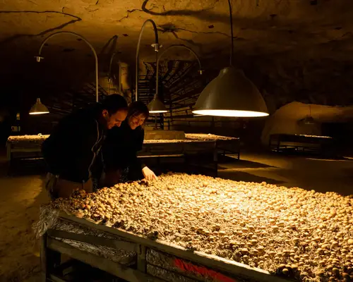 Champignonnière Le Saut-aux-Loups