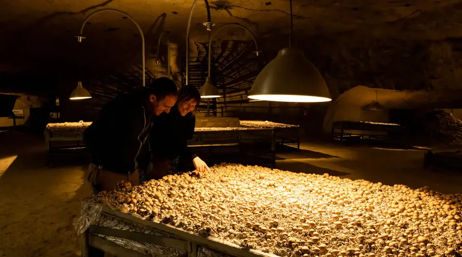 Champignonnière Le Saut-aux-Loups