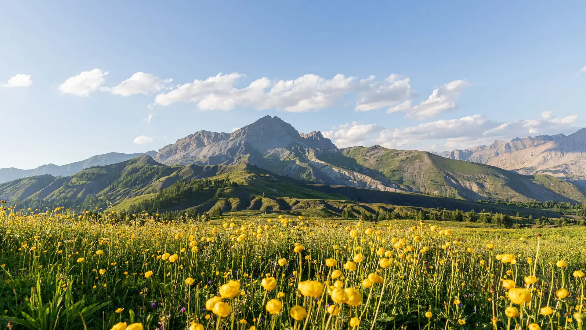Colmars, renoncules au col des Champs