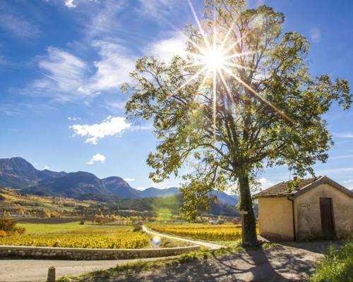 Les cabanons de vigne