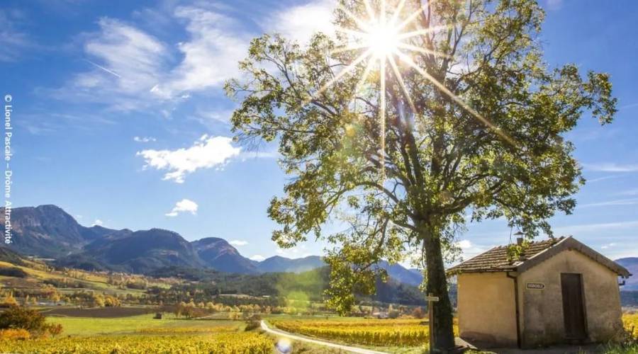 Les cabanons de vigne