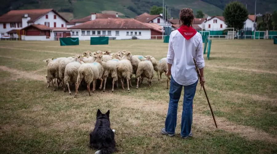 Concours de chiens de berger