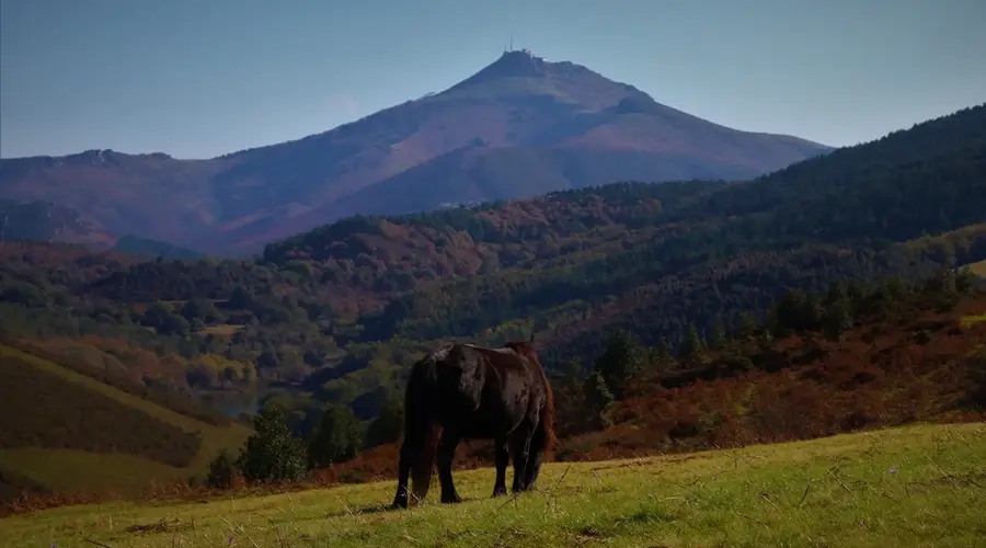 Randonnée accompagnée : Le pottok, cheval basque