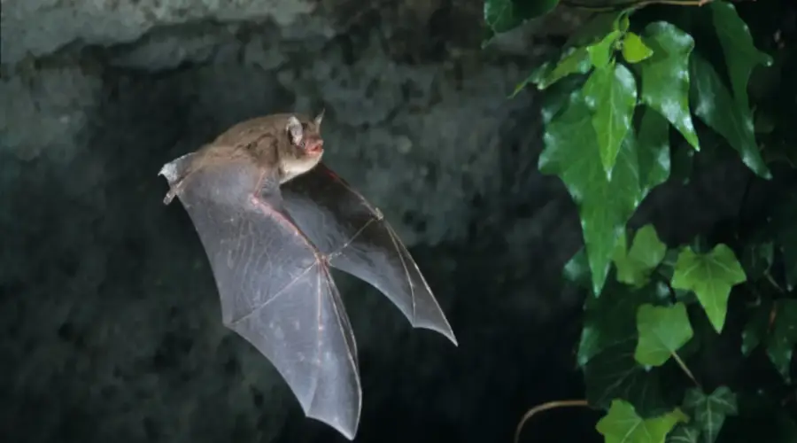 Soirée chauve-souris avec Mendi Gaiak