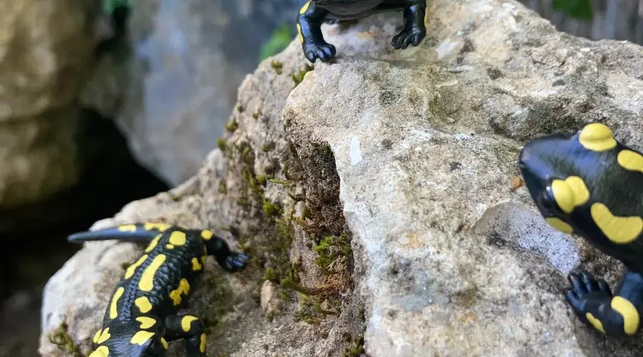 Animaux et rituels magiques au Conquil