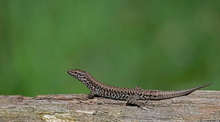 Castrum de Ségur : Exploration des habitats et des vies animales du château