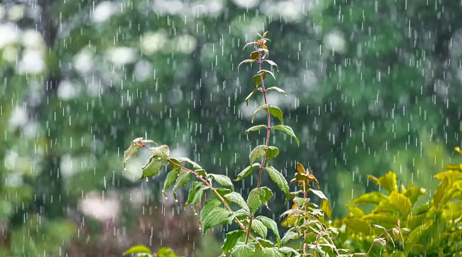 Castrum de Ségur : Cultiver la pluie